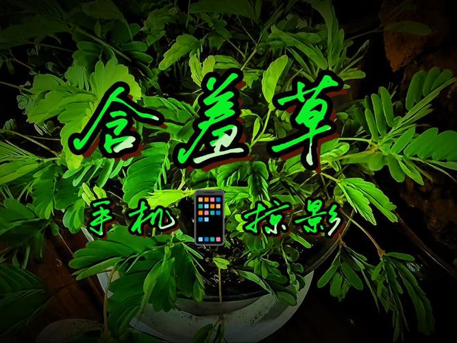 午夜寂寞少妇人妻的相关介绍